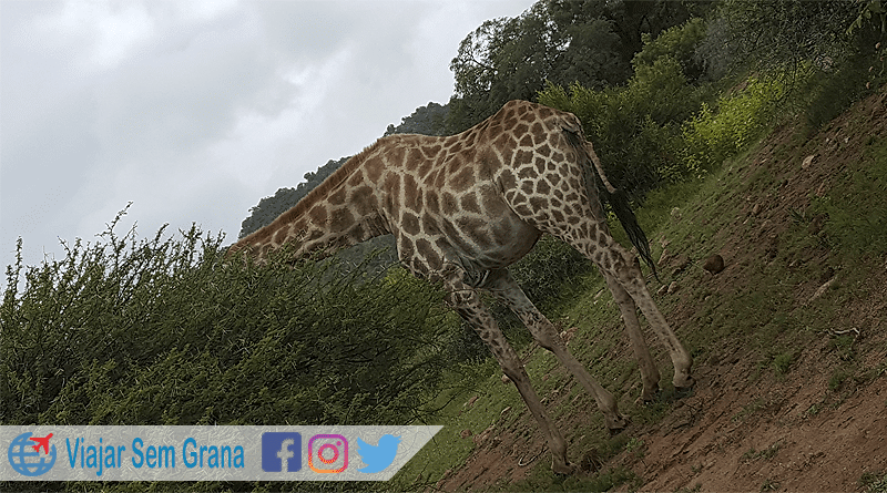 Girafa no pilanesberg