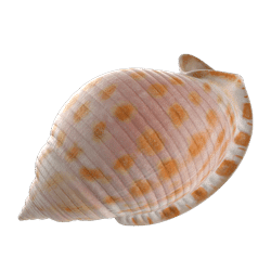 shell_1.png