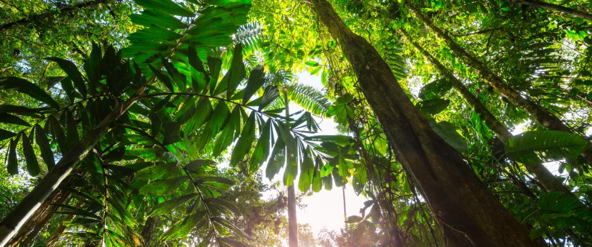 Hotéis de Selva na Amazônia