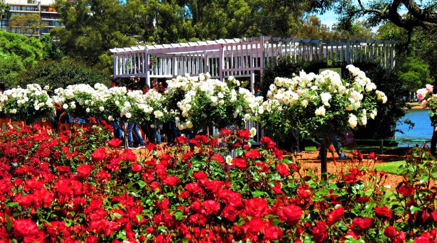 Flores e plantas do parque Rosedal