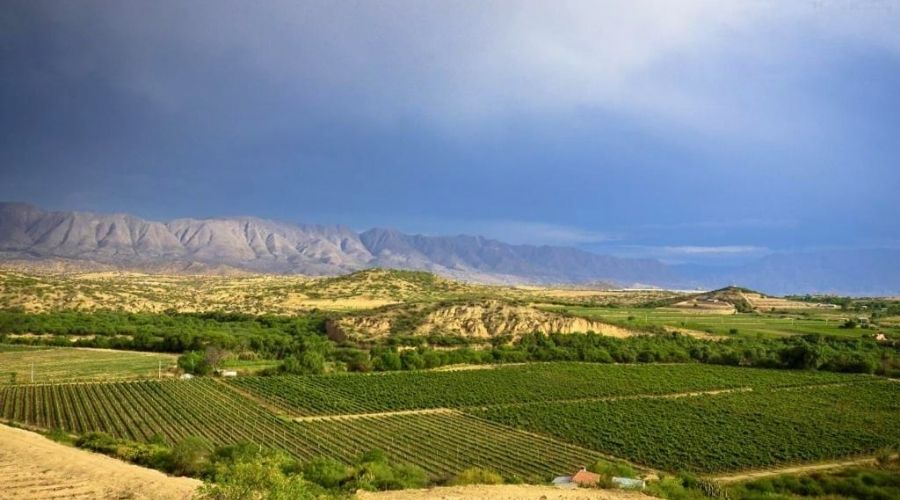 Vinhedos da Bodega kohlberg em Tarija na Bolívia.